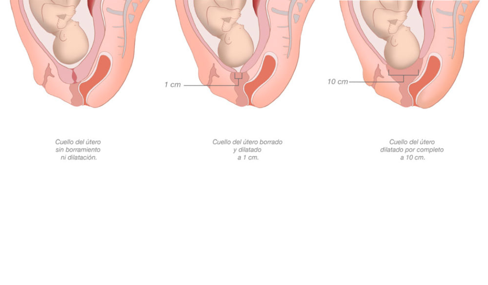Ilustración Temario Matrona