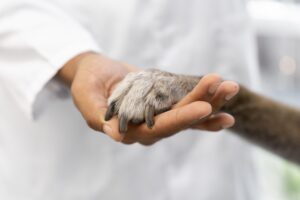 AulaPlus Formación Terapia con patas: Osakidetza da luz verde a que los perros visiten a sus dueños en el hospital